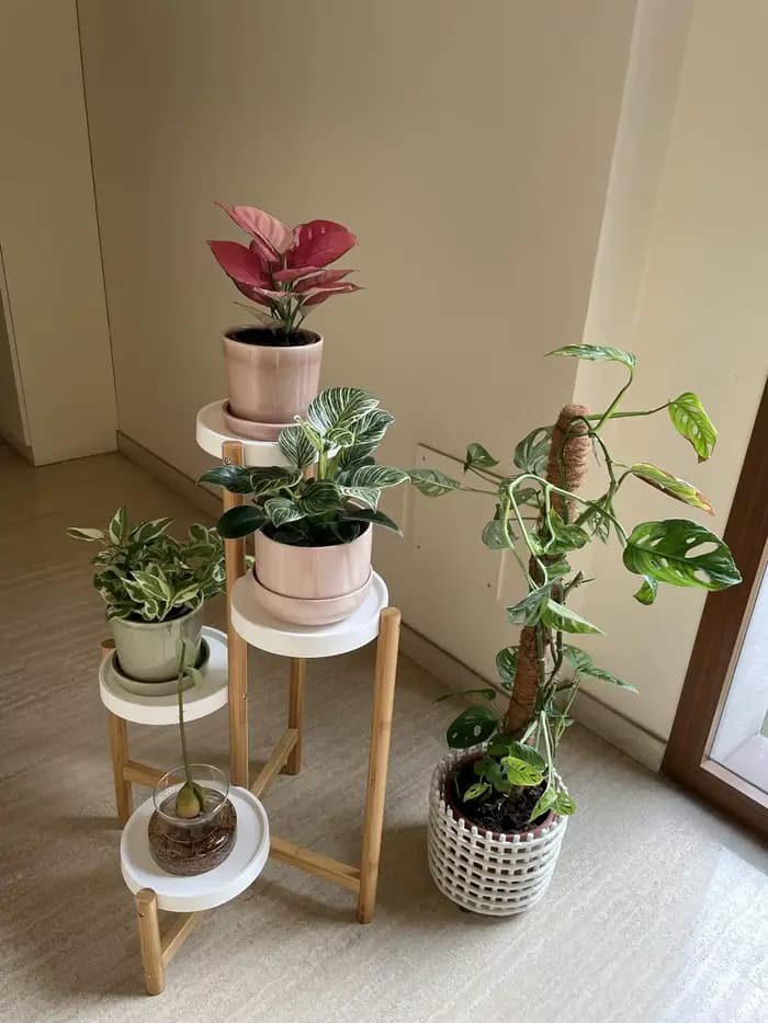 Porte Plante en Bambou, Etagère Plantes à 4 Niveaux Escalier Plantes sur Pieds Intérieur Extérieur p